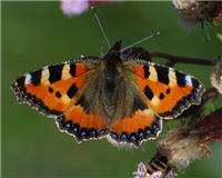 Aglais urticae - thumbnail