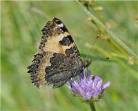 Aglais urticae - thumbnail