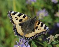 Aglais urticae - thumbnail