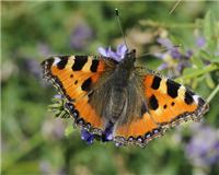 Aglais urticae - thumbnail