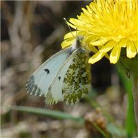 Anthocharis cardamines - thumbnail