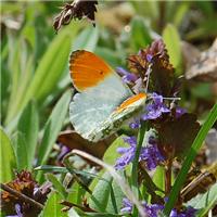 Anthocharis cardamines - thumbnail