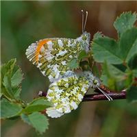 Anthocharis cardamines - thumbnail