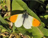 Anthocharis cardamines - thumbnail