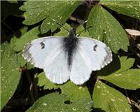 Anthocharis cardamines - thumbnail