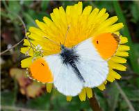 Anthocharis cardamines - Aurorafjäril - thumbnail