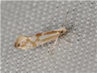 Argyresthia abdominalis - thumbnail