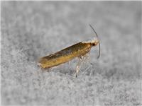 Argyresthia arceuthina - thumbnail