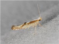 Argyresthia bonnetella - Hagtornsknoppmal - thumbnail