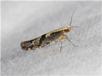 Rönnbärsmal - Argyresthia conjugella - tummnagel