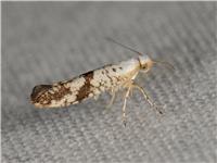 Argyresthia curvella - thumbnail