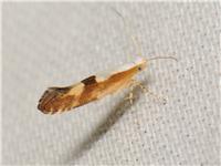 Argyresthia pruniella - Körsbärsmal - thumbnail