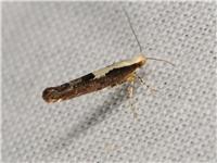 Häggknoppmal - Argyresthia pulchella - tummnagel