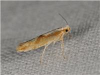 Bokskottsmal - Argyresthia semitestacella - tummnagel