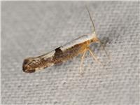 Argyresthia spinosella - Grå slånknoppmal - thumbnail