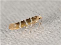 Argyresthia trifasciata - thumbnail