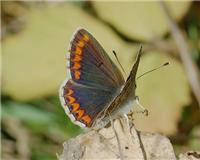 Aricia agestis - thumbnail