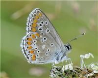 Aricia agestis - thumbnail