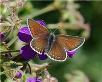 Aricia artaxerxes - thumbnail