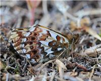 Boloria chariclea - Arktisk pärlemorfjäril - thumbnail