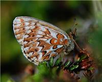 Boloria freija - thumbnail