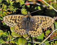 Boloria freija - thumbnail