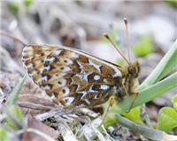 Boloria polaris - thumbnail