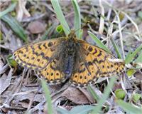 Boloria polaris - thumbnail