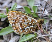 Boloria polaris - thumbnail