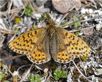 Boloria polaris - thumbnail