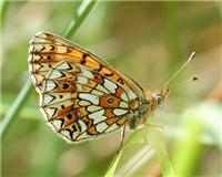 Boloria selene - thumbnail