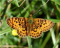 Boloria selene - thumbnail