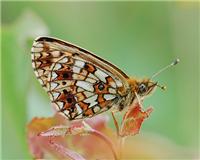 Boloria selene - thumbnail