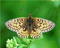 Boloria selene - thumbnail