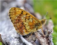 Boloria thore - thumbnail