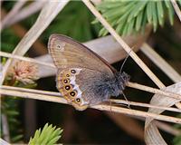 Coenonympha hero - thumbnail