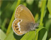 Coenonympha hero - thumbnail