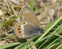 Coenonympha hero - thumbnail