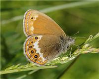 Coenonympha hero - thumbnail