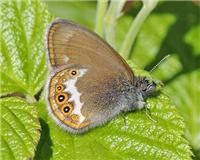 Coenonympha hero - thumbnail