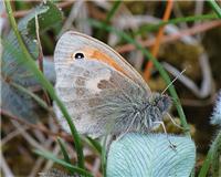 Coenonympha pamphilus - thumbnail