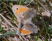 Coenonympha pamphilus - thumbnail