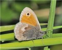 Coenonympha pamphilus - thumbnail