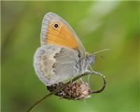 Coenonympha pamphilus - thumbnail