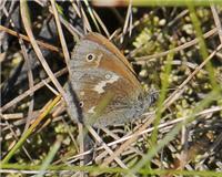 Starrgräsfjäril - Coenonympha tullia