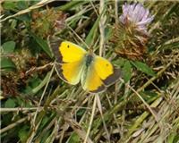 Colias crocea - thumbnail