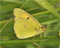 Colias crocea - thumbnail