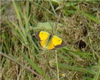 Colias crocea - thumbnail