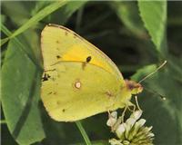 Colias crocea - thumbnail