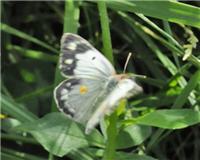 Colias crocea - thumbnail